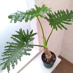 フィロデンドロン・クッカバラ ライム 8号鉢 観葉植物 鉢植え
