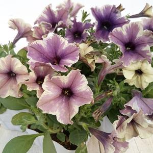 草花の苗 ペチュニア モンローウォーク ベールモーブシルバー3.5号ポット