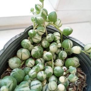 観葉植物 マーブルネックレス 2.5号