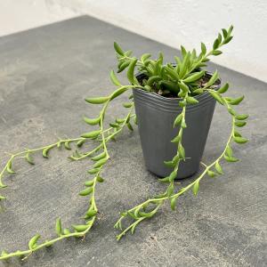 金のなる木 5号鉢（直径15cm） フチベニベンケイ 花月 成金草 多肉植物