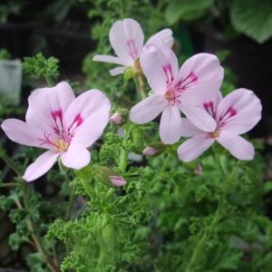 チョウセンニンジン 2.5号ポット苗 : 苗木部 花ひろばオンライン