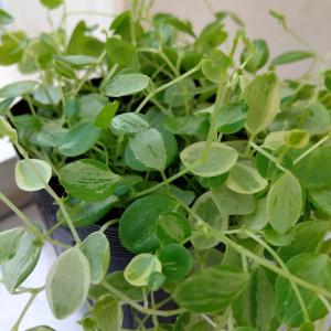 ペペロミア 美依子 3号ポット苗 観葉植物 鉢植え お洒落 おしゃれ
