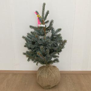 ドイツトウヒ 苗木 苗 1株 樹高約1m 根巻苗 本物のクリスマスツリー