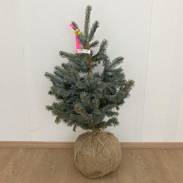 花木 庭木の苗 ピセアプンゲンス（プンゲンストウヒ） ホプシー 樹高80-90cm根巻き