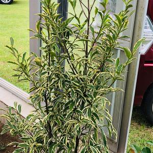 斑入りマサキ 常緑樹の植木 庭木 の商品一覧 苗木 植木 花 ガーデニング 通販 Yahoo ショッピング