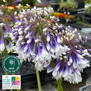 多肉植物 アガベ 王妃笹の雪 B型 2.5号ポット苗 : やましち山野草店