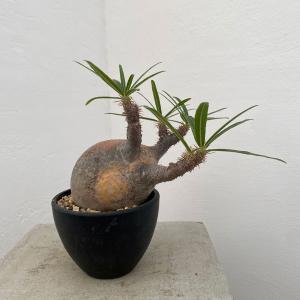 コーデックス:パキポディウム グラキリス 発根済*塊根幅22cm コーデックス:パキポディウム グラキリス 発根済*塊根幅22cm