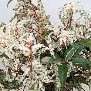 カズラのランキングtop100 人気売れ筋ランキング Yahoo ショッピング