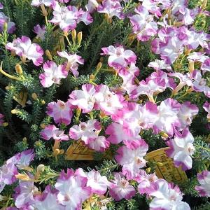 サボテン：エキノカクタス狂刺金鯱*14cm 現品 一品限り : 遊恵盆栽