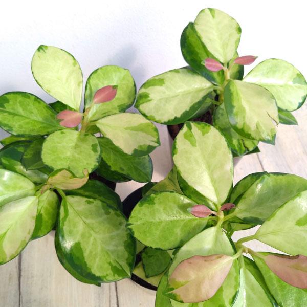 観葉植物 ホヤ オーストラリス リサ 2.5号ポット