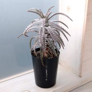 日本花キ流通 多肉植物 shセンペルビウム クランベリーカクテル 7.5cm