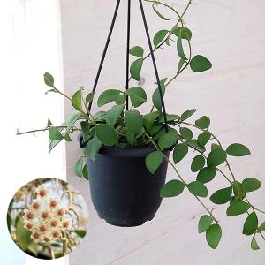 観葉植物 熱帯植物 吊り鉢 ハンギング ホヤ カルノーサ