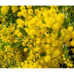 花木 庭木の苗 26年10月中下旬予約 アカシア パールアカシア 5号鉢植え