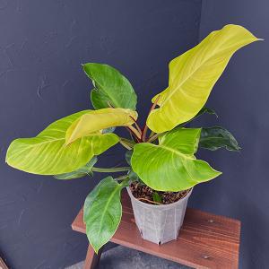 観葉植物 フィロデンドロン ホイップルウェイ 3.5号ポット : 園芸