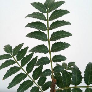 庭木・植木：ツリバナ 風鈴ツリバナ 紅奴（べにやっこ）大株 : 遊恵