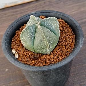 サボテン 約5cm〜10cm 楽天市場】サボテン 風の柱、 特選 カット苗 （多聞柱錦）長さ