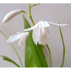 草花の苗 シラン（紫蘭） 白花3号ポット