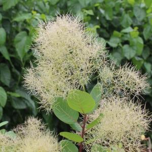 おまとめシトロン全3点花芽付き シトロンシュシュ スモークツリー 苗