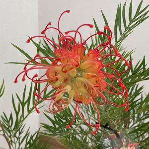 グレビレア ココナッツアイス 6寸鉢植え : 日本花卉ガーデンセンター