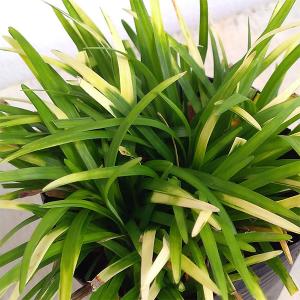 リュウノヒゲ 花の苗 の商品一覧 苗 花 ガーデニング 通販 Yahoo ショッピング