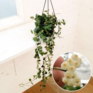 観葉植物：ドラセナ ゴールディアナ*ゴルディアーナ 5号 プラポット