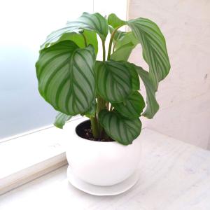 アルピニア バリエガータ（黄斑月桃 キフゲットウ） Alpinia zerumbet