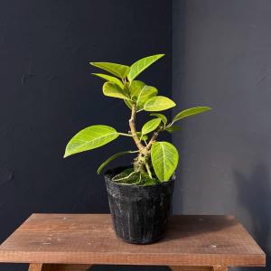 観葉植物 フィカス アルテシマ（曲げ仕立） 6号鉢植え : 園芸ネット