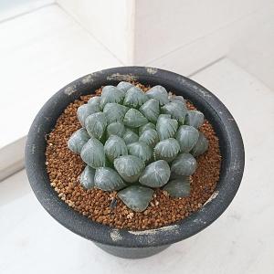 観葉植物/ハオルチア：氷灯　3号