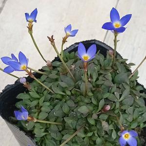 山野草の苗 ヒナソウ(雛草） 濃青色2.5号ポット
