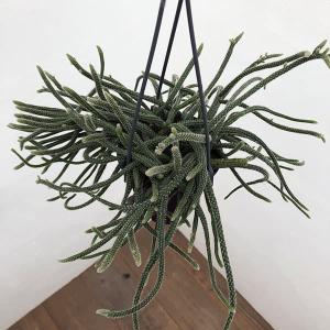 観葉植物 リプサリス ホリダ 4号吊り鉢の商品画像