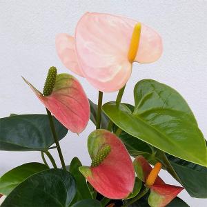 クリスマスローズ 利休 0209-010 現品販売 送料無料 曽田園芸 12cm