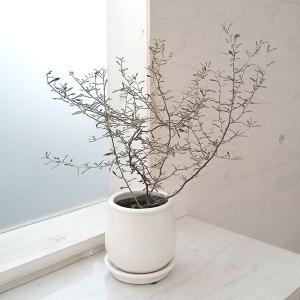 観葉植物 ポトス テルノ No.未定 白ヒミコ 5号鉢 送料無料 室内 贈り物