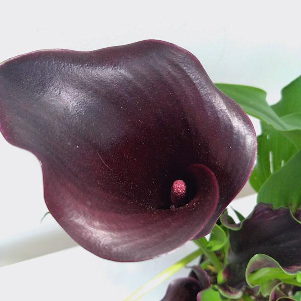 カラー キャプテンベレッタ（黒紫）5号鉢植え