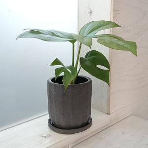 ディフェンバキア ティキ 7号 希少 レア プラ鉢入り : 久山植木ヤフー