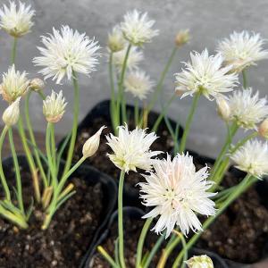 草花の苗 26年10月中下旬予約 アリウム 白花チャイブ3.5号ポット