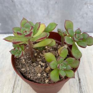 農園直売 多肉植物 寄せ植え エケベリア属 マディバ （特大）希少 美苗