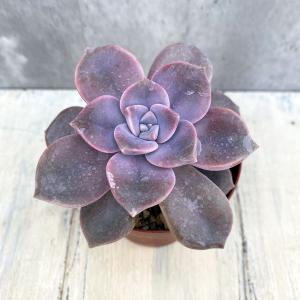 多肉植物 グラプトペタルム パープルディライト錦 7.5cmポット苗