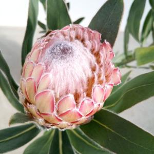 プロテア・エキシミア（6寸鉢植え） : 日本花卉ガーデンセンターYahoo