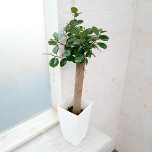 希少 ガジュマル 大株 斑入り 黄斑 曙斑 鉢植え高さ約148cm② 現物商品】ガジュマル 曙斑 8号-1 | HITOTOKI by MAKIMO PLANT