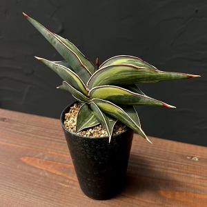 観葉植物 サンセベリア ロリダ バリエガータ 3号23-02 : 園芸ネット