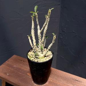観葉植物 鉢花 苗：バンクシア スピヌローサ*ヘアピン Banksia