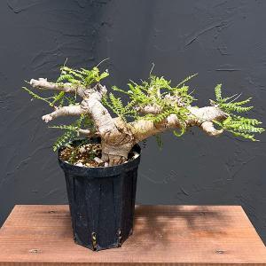 現品1点物・高さ160cm】 ユッカ ロストラータ 13号鉢 【現品NO.6