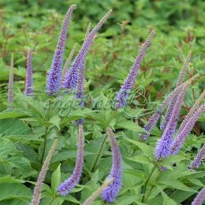 山野草・高山植物の苗 日本熊谷草（クマガイソウ） : 植物・園芸専門店