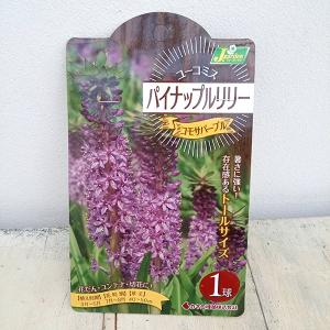 球根 ユーコミス（パイナップルリリー） コモサパープル 1球入り