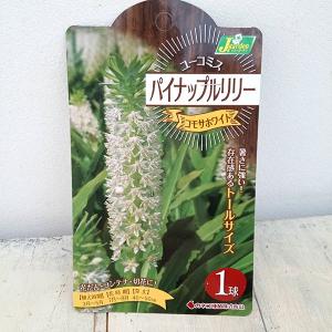 球根 ユーコミス（パイナップルリリー） コモサホワイト 1球入り