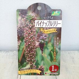 球根 ユーコミス（パイナップルリリー） トュゲラジュエル 1球入り