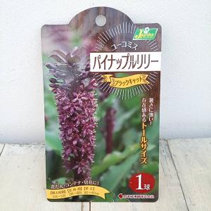 球根 ユーコミス（パイナップルリリー） ブラックキャット 1球入り