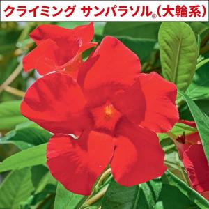 草花の苗 マンデビラ クライミングサンパラソル（大輪系） レッド3.5号ポット(R)