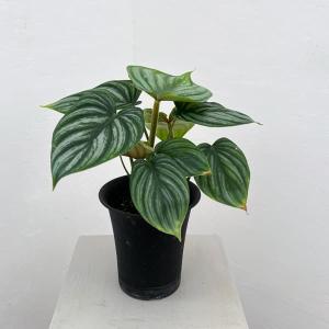 塊根植物 亀甲竜 陶器鉢植え : shopooo by GMO - 通販 - Yahoo