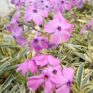 草花の苗 棚卸セール 宿根フロックス パニキュラータ斑入り3号ポット